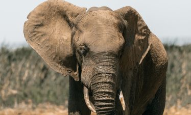 african elephant