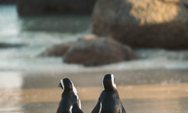 Penguins walking along the shore