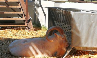 goats at fairview estate