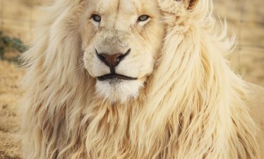 white lion