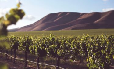 winelands south africa